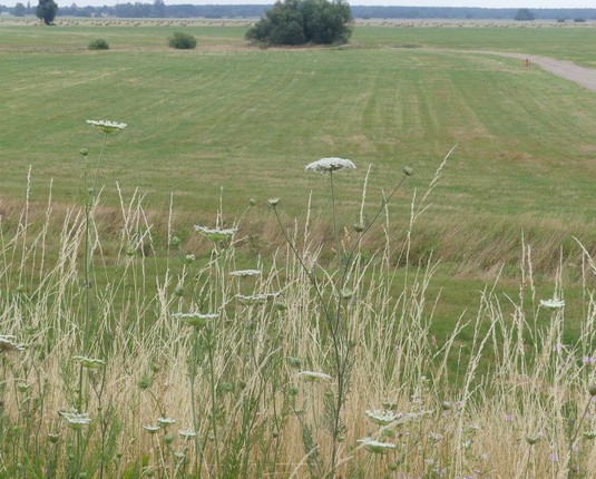 Blick von Damm in die Wiesenweite, hinten unzählige Heurundballen, im Vordergrund blühende Wilde Möhren