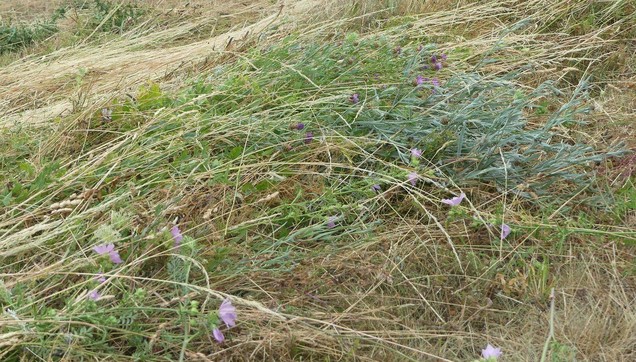 frisch gemähte Blumen