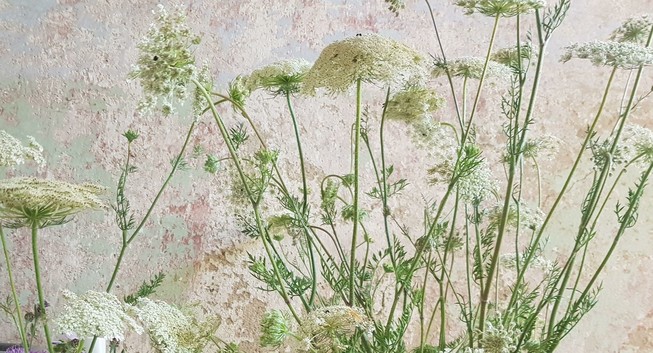Blüten der Wilde Möhren vor Zimmerwand mit alten Farbschichten