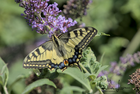 Auf dem Foto ist ein Schwalbenschwanz (Papilio machaon) zu sehen, der an einem Fliederbusch sitzt und mit seinem langen Rüssel Nektar saugt.