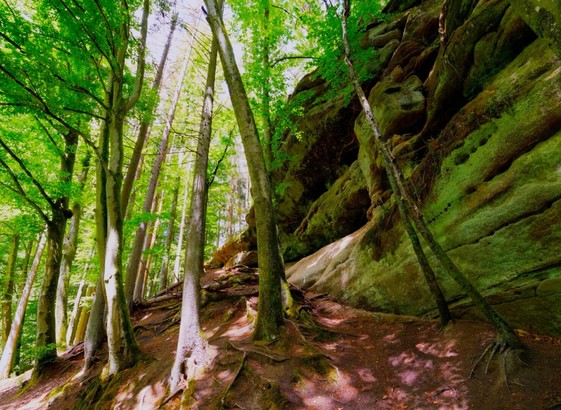 Rocks and trees in the schwarzachklamm near Nürnberg, Bavaria