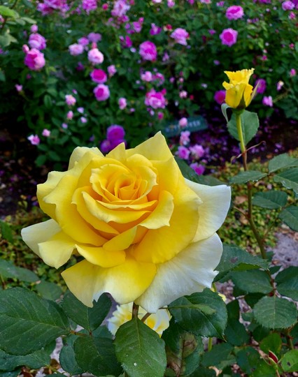 Yellow rose