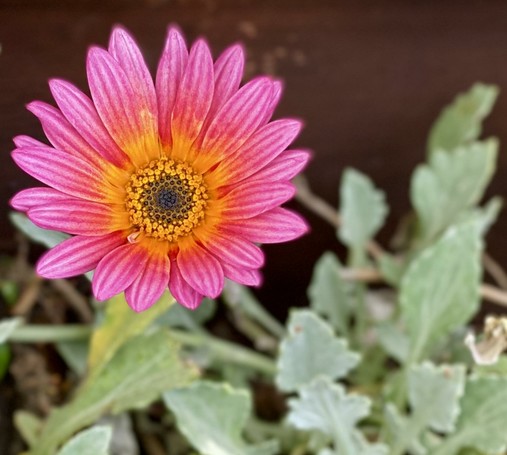 Pink flower
