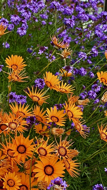 Orange and purple flowers