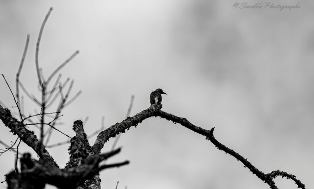 "In this striking black and white photograph, a solitary red-bellied woodpecker (Melanerpes carolinus) perches atop a lichen-encrusted branch that arcs across the frame like a jagged stroke of charcoal. Its silhouette is sharp and deliberate—body compact, tail braced, head lifted with calm vigilance. Though devoid of color, the intricate striping along its back stands in vivid contrast to the soft gradient of the overcast morning sky, lending the scene a quiet intensity. The beak angles outward with quiet conviction, echoing the hush and solitude of early light.

The branch is weathered and textured, encrusted with pale lichen that stands out like frozen bloom against the dark bark, giving the scene a sense of age and quiet resilience. The atmosphere is hushed—no leaves, no other birds, just the whisper of dawn and one sentinel poised above a sleeping world.

This isn’t simply a photograph of a bird—it’s a portrait of patience, of morning stillness caught in feather and bark." - Copilot with edit