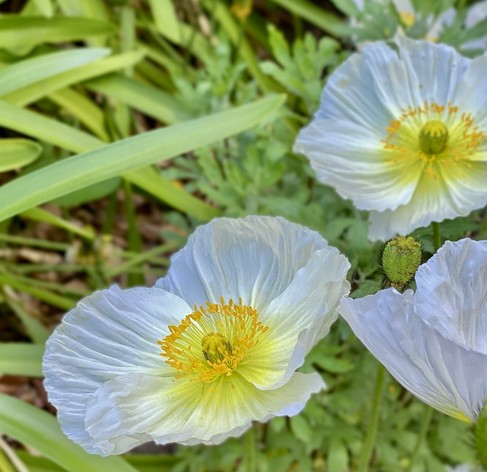 White flowers