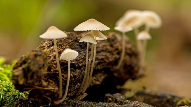 Freeman Lee Ruhe was high on magic mushrooms when he crashed vehicle with child on his lap