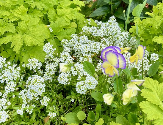 White and purple flowers