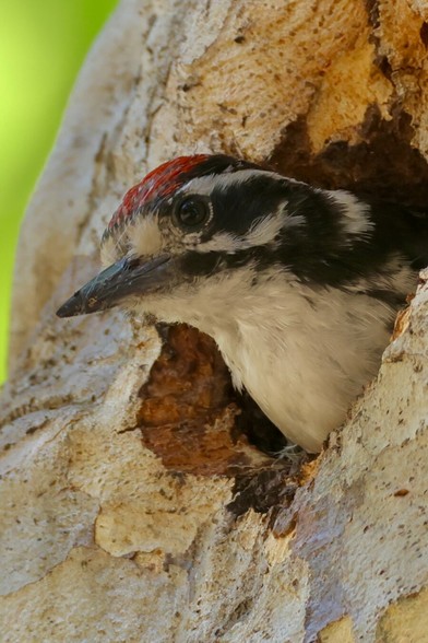 a bird with a red cap, worried eyes, white and black stripes face and white breast stick his head out from a tree.