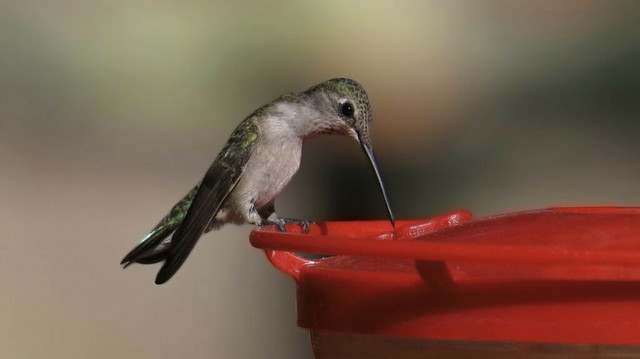The Long-Blooming, Flowering Ground Cover That Hummingbirds Can't Resist