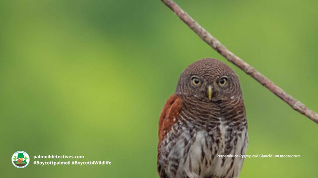 There's only a few dozen Pernambuco Pygmy #owls 🦉🤎who hold on for survival in #Brazil 🇧🇷 from #meat 🥩 #palmoil 🌴 #soy 🥜 and #sugarcane #deforestation @palmoildetect.bsky.social Resist and fight for them! Be #vegan #BoycottPalmOil 🌴🪔🧐🙊⛔️ #Boycott4Wildlife https://palmoildetectives.com/2021/02/20/pernambuco-pygmy-owl-glaucidium-mooreorum?utm_source=mastodon&utm_medium=Palm+Oil+Detectives&utm_campaign=publer