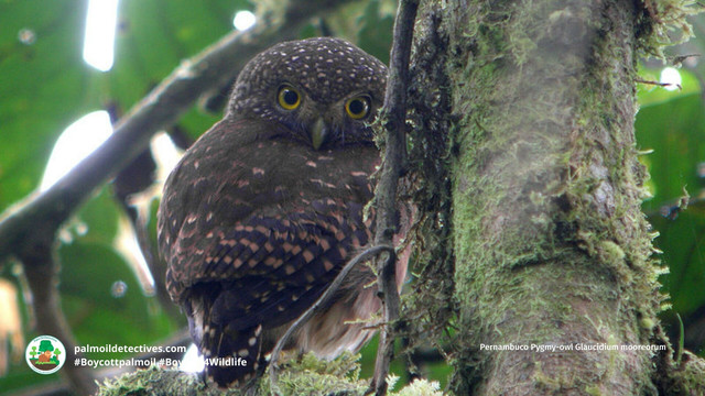 There's only a few dozen Pernambuco Pygmy #owls 🦉🤎who hold on for survival in #Brazil 🇧🇷 from #meat 🥩 #palmoil 🌴 #soy 🥜 and #sugarcane #deforestation @palmoildetect.bsky.social Resist and fight for them! Be #vegan #BoycottPalmOil 🌴🪔🧐🙊⛔️ #Boycott4Wildlife https://palmoildetectives.com/2021/02/20/pernambuco-pygmy-owl-glaucidium-mooreorum?utm_source=mastodon&utm_medium=Palm+Oil+Detectives&utm_campaign=publer