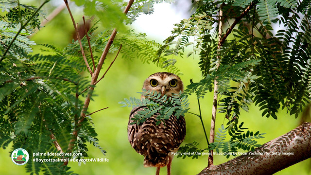 There's only a few dozen Pernambuco Pygmy #owls 🦉🤎who hold on for survival in #Brazil 🇧🇷 from #meat 🥩 #palmoil 🌴 #soy 🥜 and #sugarcane #deforestation @palmoildetect.bsky.social Resist and fight for them! Be #vegan #BoycottPalmOil 🌴🪔🧐🙊⛔️ #Boycott4Wildlife https://palmoildetectives.com/2021/02/20/pernambuco-pygmy-owl-glaucidium-mooreorum?utm_source=mastodon&utm_medium=Palm+Oil+Detectives&utm_campaign=publer