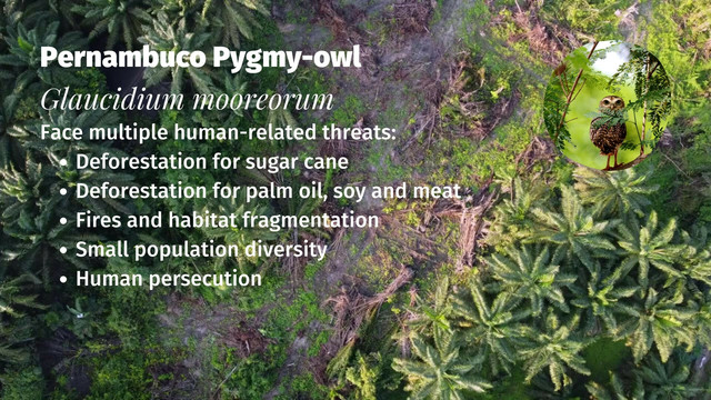 There's only a few dozen Pernambuco Pygmy #owls 🦉🤎who hold on for survival in #Brazil 🇧🇷 from #meat 🥩 #palmoil 🌴 #soy 🥜 and #sugarcane #deforestation @palmoildetect.bsky.social Resist and fight for them! Be #vegan #BoycottPalmOil 🌴🪔🧐🙊⛔️ #Boycott4Wildlife https://palmoildetectives.com/2021/02/20/pernambuco-pygmy-owl-glaucidium-mooreorum?utm_source=mastodon&utm_medium=Palm+Oil+Detectives&utm_campaign=publer