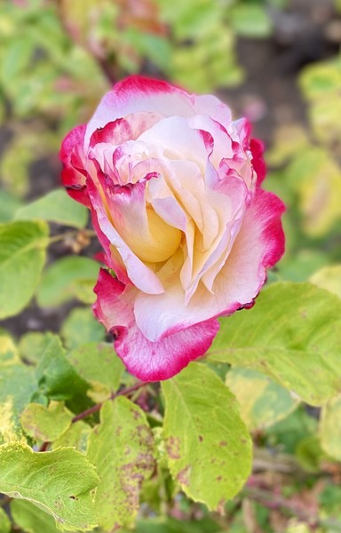 Pink and white rose