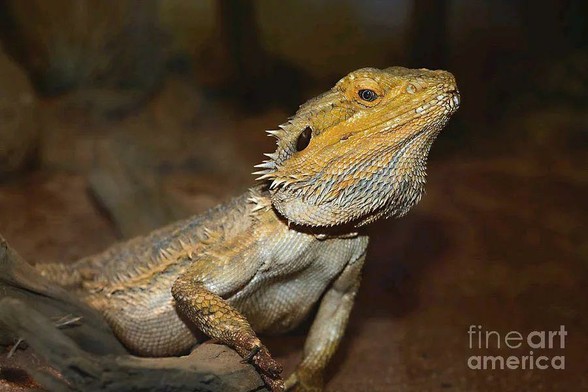 Central Bearded Dragon photograph captured at Billabong Zoo, Port Macquarie, NSW, Australia.
By Kaye Menner Photography
https://kaye-menner.pixels.com/featured/central-bearded-dragon-by-kaye-menner-kaye-menner.html
THE FINE ART AMERICA LOGO WILL NOT APPEAR ON PURCHASED PRINTS OR PRODUCTS.

[Courtesy Wikipedia]
Pogona vitticeps, the central (or inland) bearded dragon, is a species of agamid lizard occurring in a wide range of arid to semiarid regions of Australia. This species is very popularly kept as a pet and exhibited in zoos.
Family: Agamidae
Genus: Pogona

This dragon is native to the semiarid woodland, arid woodland, and rocky desert regions of Central Australia. They are skilled climbers, and often spend just as much time perching on tree limbs, fence posts, and in bushes as they do on the ground. They spend the morning and early evening sunning themselves on exposed branches or rocks, and retreat to shady areas or underground burrows during the hottest parts of the afternoon.

Adults of this species can reach a total length of up to 60 cm (24 in), with the tail accounting for more than half. Sexes are not strongly dimorphic, but males can be distinguished from females as males have a wider cloacal opening, the base of the tail is wider, the head is usually larger with a larger beard and possess hemipenes.