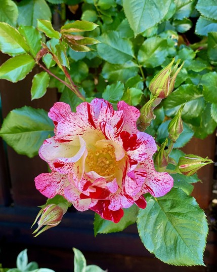 Pink white flower