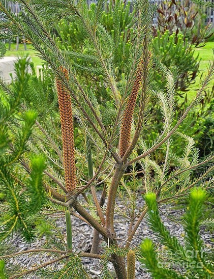 I captured this image at a hospital garden in the north of Sydney, NSW, Australia.

Tall, orange flower spikes rise among the delicate, green foliage of a bushy plant, hinting at a vibrant and natural garden setting. The surrounding greenery adds depth and contrast to the textured flower stalks.

Banksia spinulosa, commonly known as Hairpin Banksia, is native to Australia. It is found along the eastern coast of Australia, ranging from Victoria to southern Queensland. The species is known for its cylindrical, golden-toffee colored flower spikes in autumn and winter.

The Hair Pin Banksia is a beautiful low growing shrub that can range in height from 1m to 2.5m tall. With thin leaves and deep green with fine tooth like serration to the leaf edge.
It has has mid-sized candle shaped flowers which range in colour from yellow to orange with orange, red, maroon to black colour high lights, flowering from autumn through to winter. Ideal for attracting bird life to your garden and will add colour with its flowers over the winter months.
Hairpin Banksia is popular in gardens for its attractive flowers, drought tolerance, and ability to attract birds and pollinators. It's also used for cut flowers.

Key characteristics of Banksia spinulosa:
Growth: It's a shrub that can grow from 1 to 3 meters tall and wide.
Flowers: The flower spikes are 10-20 cm long, with individual flowers opening from the top and transitioning through bud, flower, and seed capsule stages.