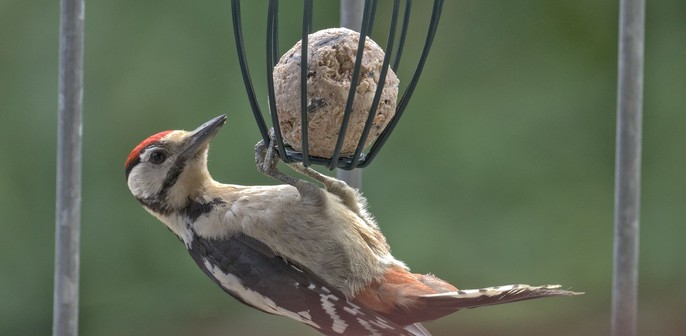 Woodpecker hanging upside down on a bird feeder, stealing food from tits