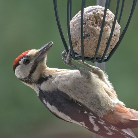 Woodpecker hanging upside down on a bird feeder, stealing food from tits, closeup shot