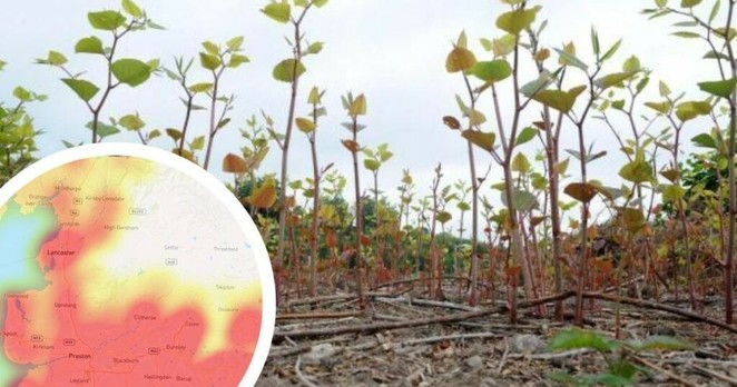 Blackburn named as county's 'Japanese knotweed hotspot'