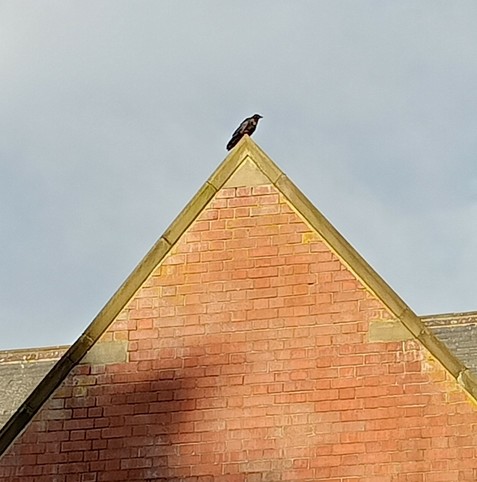 A crow perches on the pinnacle of a church roof
