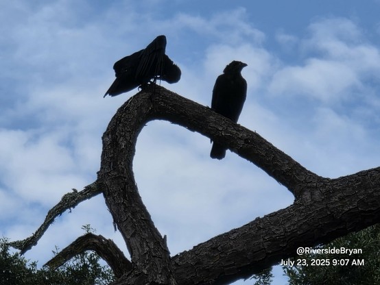 Looking up into a tree with a curved branch where two crows are perched. On the left, preening and on the right looking straight forward.