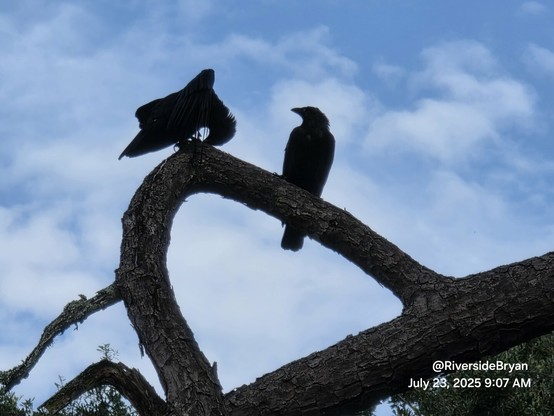 Looking up into a tree with a curved branch where two crows are perched.
On the left still preening and on the right now turned towards the other.