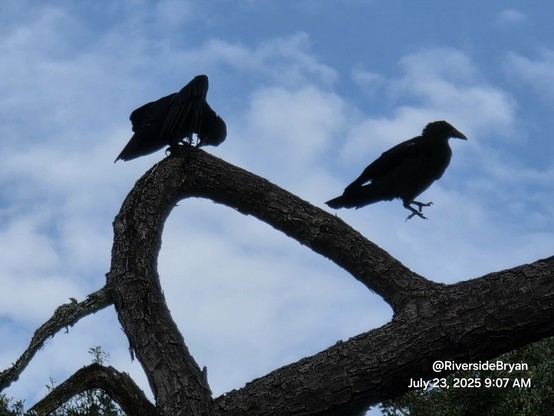Looking up into a tree with a curved branch where two crows are perched.
On the left, continues to preen, on the right has hopped into the air towards an adjacent branch.