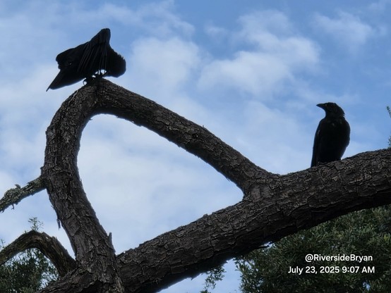 Looking up into a tree with a curved branch where two crows are perched.
On the left, still preening and on the right now on a farther off branch looking back.