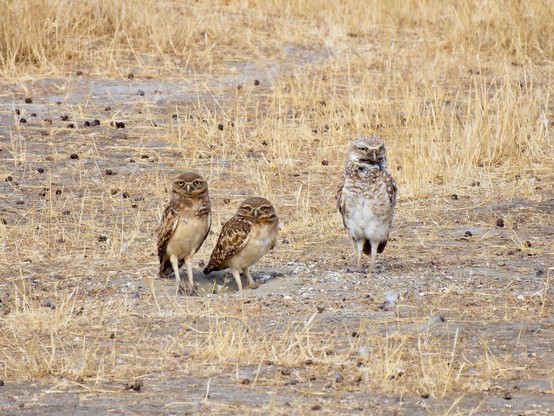 3 small owls perched gracefully in a dry field, blending harmoniously with the natural surroundings.