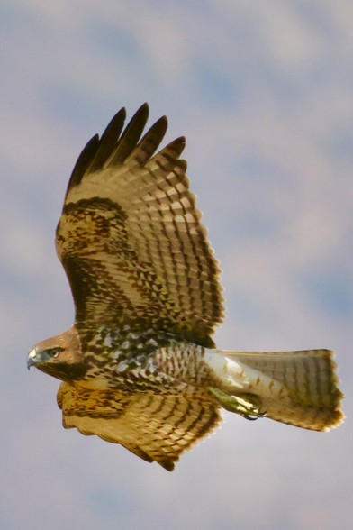 a huge hawk in flight with its wings spread is the color of cinnamon on white bread
