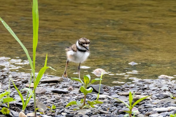 A little long-legged puffball, looking like a very cute AT-AT, picks its way along a rocky shore.