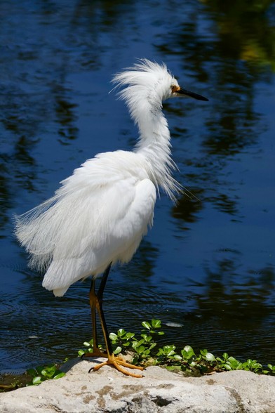 a large white bird with all of its feathers ruffled, looking a little like it just sneezed.