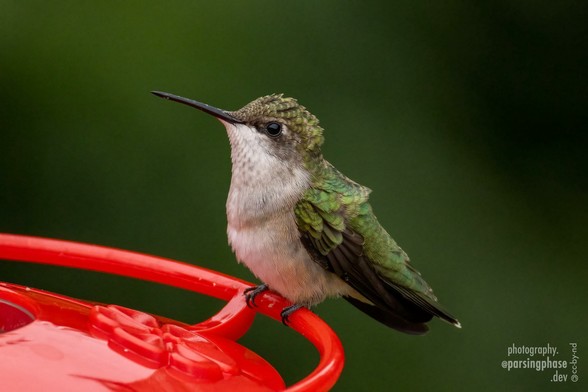 In a close-cropped image, a little fluffed-up, green-backed hummingbird with a white front holds its beak high as it perches on a feeder.