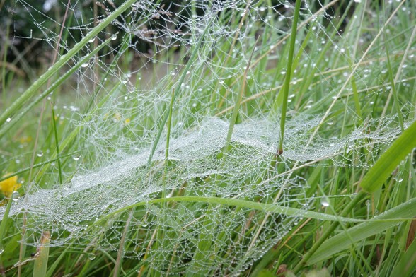 Dasselbe Spinnennetz. Diesmal sind das erste Opfer des Tages, ein Insekt in Blattlausgröße mit rotbraunem Körper, transparenten Flügeln und schwarzem Kopf im oberen rechten Bild und ein potenzielles zweites Opfer ganz unten ganz links  zu sehen, ein vergleichbar großer Käfer mit schwarzglänzendem, fast halbkugelförmigem Panzer.
Done with google translate:
The same spider web. This time, the first victim of the day, an aphid-sized insect with a reddish-brown body, transparent wings, and a black head, is visible in the upper right image, and a potential second victim at the very bottom left, a comparably large beetle with a glossy black, almost hemispherical shell.