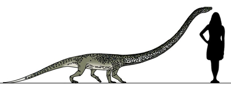 The Tanystropheus is a dinosaur roughly the size of a dog, but with a ridiculously long neck. These things  can grow up to six meters (20ft) and MORE THAN HALF OF THAT IS NECK.