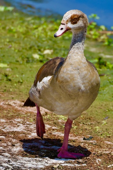 a large bird that looks like a goose that was colored in with all the wrong crayons; pink and beige instead of black and white.