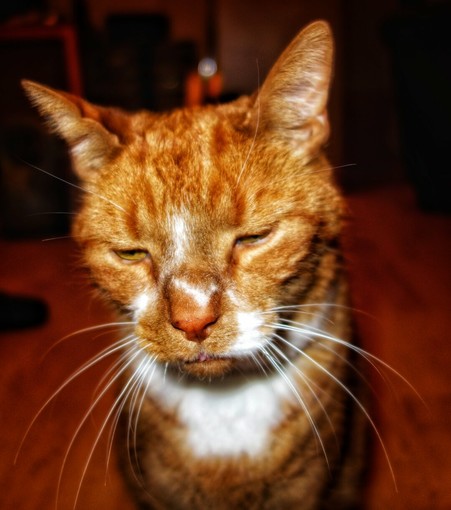 A close-up, eye-level shot captures an orange tabby cat with a white chest and muzzle, looking downwards with narrowed, somewhat sleepy eyes. The cat's fur shows a mix of ginger and darker stripes, and its long white whiskers fan out widely. The background is dimly lit and blurred, suggesting an indoor setting with warm, reddish-brown tones. The cat's expression gives it a rather disgruntled or contemplative appearance.