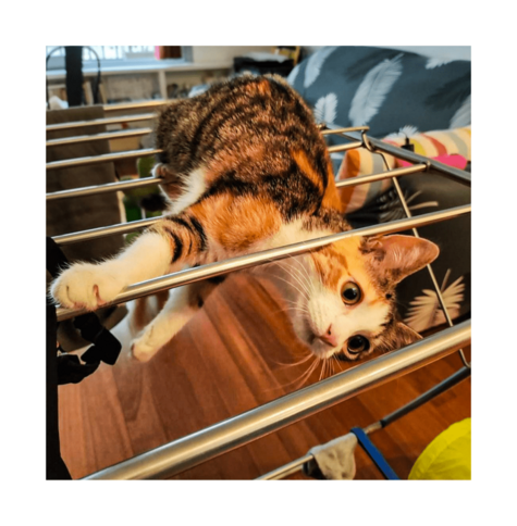 This is a photo of Pixie, a curious orange and white tabby cat with large, expressive eyes. She has inserted herself into a metal drying rack. Her front paws grip the rack, while her hind legs dangle. The background includes a wooden floor, a partially visible couch with a colorful pillow on it, and a window with light streaming in.