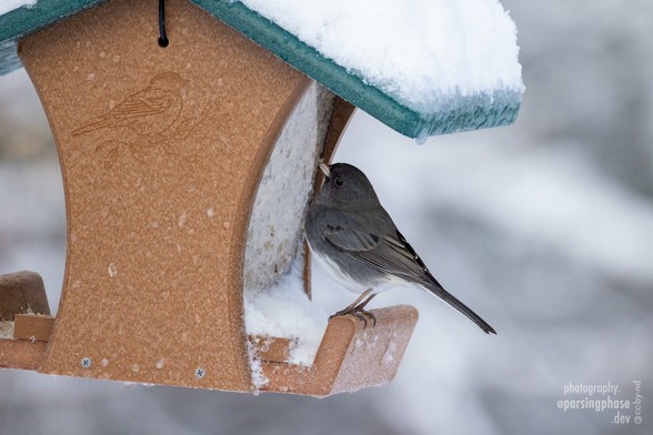 A dark gray sparrow seems to window-shop as it perches on the edge of a hopper feeder with clear sides, peering intently at the seeds within. The platform and roof of the feeder are deep in snow.