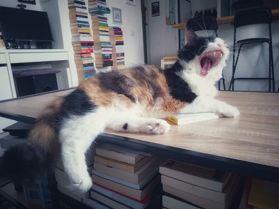 My cat, on the table!