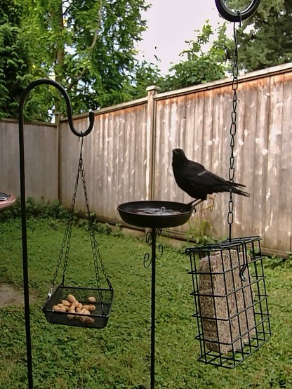A crow sits perched on the edge of a bird bath. It had a distinct strip of white along the mid wing. In the foreground is a suet feeder and a tray of shelled peanuts.