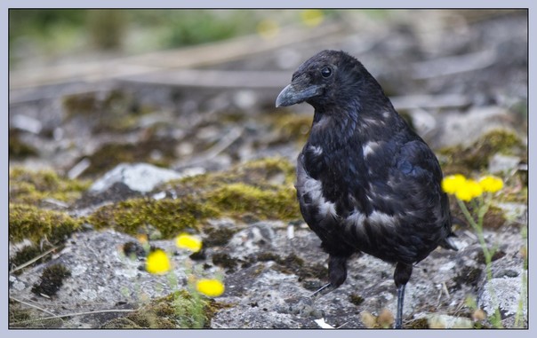 Eine schwarze Krähe, die auf felsigem Grund steht, mit einigen gelben Blumen und Moos im Hintergrund. Der Kopf ist leicht geneigt und der Blick fragend auf den Betrachter gerichtet.

A black crow standing on a rocky ground with some yellow flowers and moss in the background. The head is slightly tilted and the gaze is directed questioningly at the viewer.