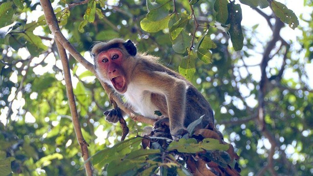 Monkey in tree.