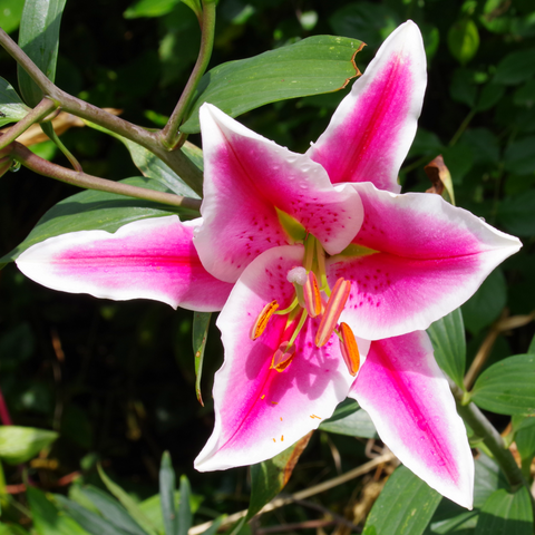 Rosa, sternenförmige Blüte mit weißem Rand.