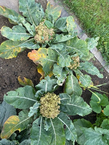 Blumenkohl reif? Gelblich