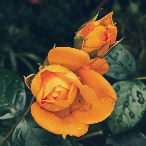 Zwei Rosenblüten, eine noch als Knospe, die andere schon beim Öffnen.