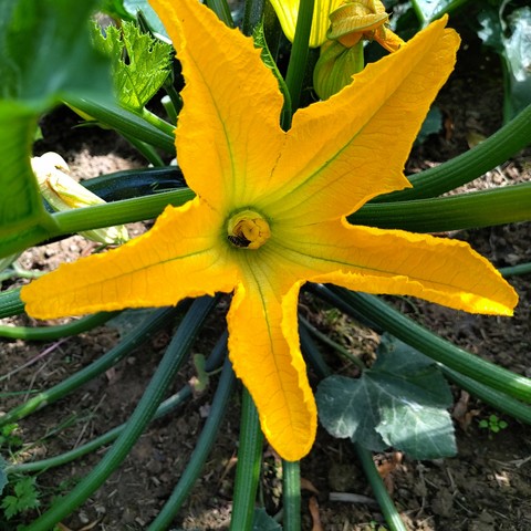 Goldgelbe fünfblättrige Zucchiniblüte mit Wildbiene in der Mitte. Viele dunkelgrüne Stängel strecken sich krakenmässig sternförmig weg.