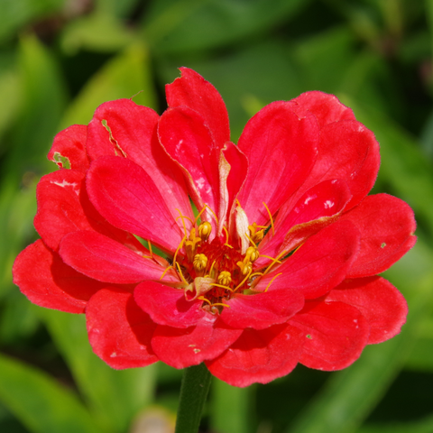 Rote, halbgefüllte Blüte.